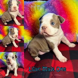 Boston Terrier Puppies from Heather's Boston Babies
