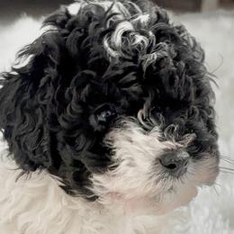 Timothy - Black male Poodle puppy in Tampa, Florida from Designer Puppy Boutique