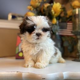 Boy 1 - male Shih Tzu puppy in Troy, Michigan from "Shihtzu Best Friend"