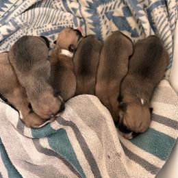 Pembroke Welsh Corgi Puppies from Hansen Corgis