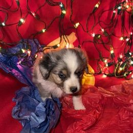 Blue boy - Blue merle male Toy Australian Shepherd puppy in Springfield, Missouri from Donnie's Miniature & Toy Australian Shepherds