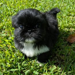 Shih Tzu puppies from Shawgo Pups