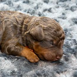 Chai - Brown female Poodle puppy in Arlington, Washington from Golden Vista Dogs LLC