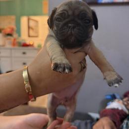 Bolt - Fawn male Pug puppy in Vader, Washington from Tanori Kennels