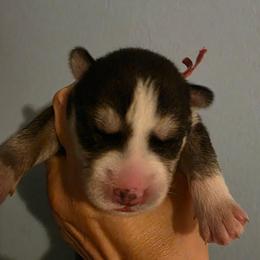 Layla - Agouti and white female Siberian Husky puppy in Meridian, Mississippi from JJ's Huskies