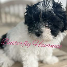 Girl 2 - Havanese puppy from Butterfly Havanese