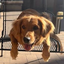 Peaches - Golden Retriever