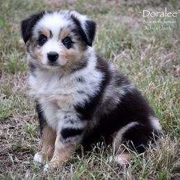 Doralee - Blue merle female Miniature Australian Shepherd puppy in Evant, Texas from Lazy VT Bar Ranch