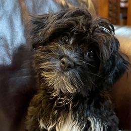 Evie - Black and white female Companion Cross puppy in Lancaster, South Carolina from 3 Bs Havanese-PUPPIES with  PURPOSE