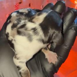 Midnight - Dapple male Dachshund puppy in Santa Ana, California from Make Dachshunds Great Again