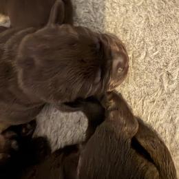 Al Capone - Chocolate male Labrador Retriever puppy in Turner, Maine from Bear Pond Retrievers