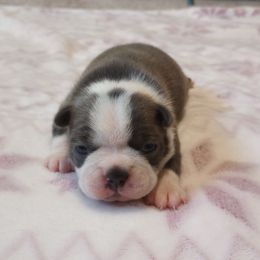 Oakley - Brindle and white female Boston Terrier puppy in Corning, California from SB & Raksha