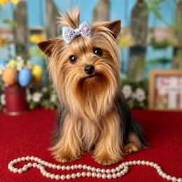 Lucy - Yorkshire Terrier