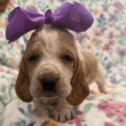 Mary Ann - Red and white female Basset Hound puppy in Monterey, Tennessee from Southern Belles Bassets