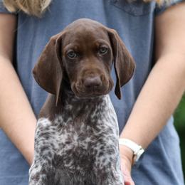 Boy 5 - Liver roan male German Shorthaired Pointer puppy in Fowlerville, Michigan from RED Clay Dogs