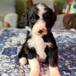 Vega -with training - Tri-color male Bernedoodle puppy in Boonville, North Carolina from Doods & Dolls