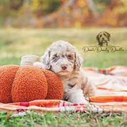 Aussiedoodle Puppies from Dani's Dandy Doodles