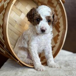 Reef - Blenheim male Cavapoo puppy in Orrstown, Pennsylvania from Pawfect Fur Friends