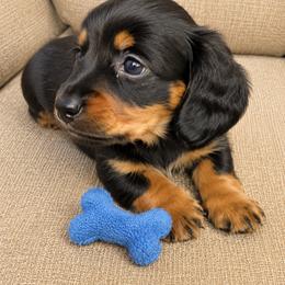 Boy 1 - Black and tan male Dachshund puppy in Stroud, Oklahoma from Route 66 Dachshunds
