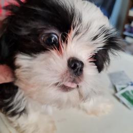 Boy 2----King - Black male Shih Tzu puppy in Bethlehem, Pennsylvania from Cinnamon's Shih Tzus