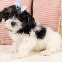 Poppy - Black & tan tri-color female Maltipoo puppy in Salt Lake City, Utah from My Doodle Puppy