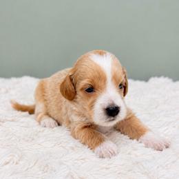 JJ - Red  male Goldendoodle puppy in Springfield, Ohio from Dawson & Daryn's Royal Companions