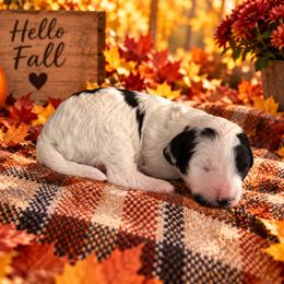 Cookie - Black and white female Cavapoo puppy in Myrtle Beach, South Carolina from Colorful-K9'S