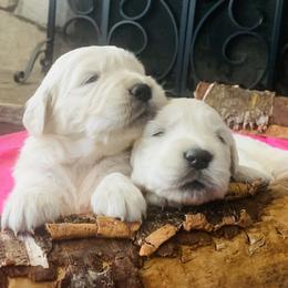 Golden Retrievers from Mountain Valley Retrievers