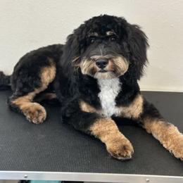 Assorted Doodle Crosses and Poodle All Grown Up from Brandi’s Southern Doodles & Poodles, LLC