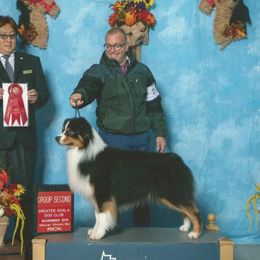Tarot - Australian Shepherd