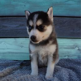 North - Black and white female Pomsky puppy in Krum, Texas from Paw-Some Pomskies