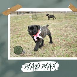 Boy 1 - male Cane Corso puppy in Choctaw, Oklahoma from Emerald Cane Corso