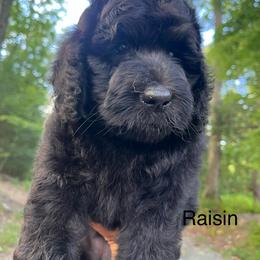 Raisin - Black female Goldendoodle puppy in New Ringgold, Pennsylvania from Hawk Mountain Doodles