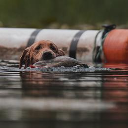 Golden Retrievers from Firestorm Goldens