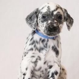 Dark Blue - White and black male Dalmatian puppy in Cottage Grove, Oregon from Hidden Hills Dalmatians