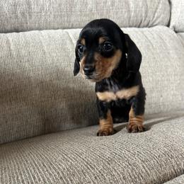 Girl 2 - Black and tan female Dachshund puppy in Plato, Missouri from David & Stacey's Dachshunds