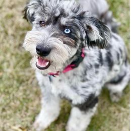Vienna - Aussiedoodle