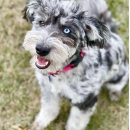 Vienna - Aussiedoodle