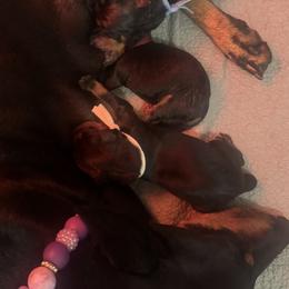 Girl 1 - Black and tan female Manchester Terrier puppy in Oakdale, California from Noble Kennels Standard Manchesters