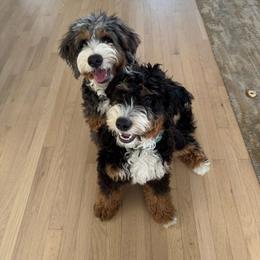 Bernedoodle and Goldendoodle All Grown Up from Dainty Doodle Dogs