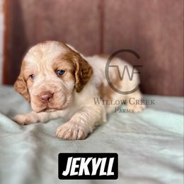 Jekyll - Lemon and white male English Springer Spaniel puppy in Uvalda, Georgia from Willow Creek Farms