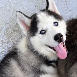 Siberian Husky Puppies from Malibu Kennels