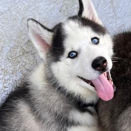Siberian Husky Puppies from Malibu Kennels