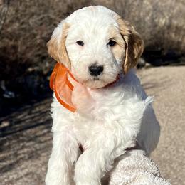 Orange Female - Parti female Goldendoodle puppy in Great Falls, Montana from Montana Goldendoodles