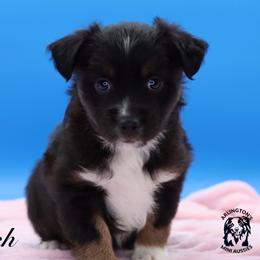 Crush - Black tri female Miniature Australian Shepherd puppy in Weeki Wachee, Florida from Arlington's Mini Aussies