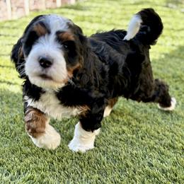 Bernedoodle and Bernese Mountain Dog Puppies from Sage Hills Bernedoodles