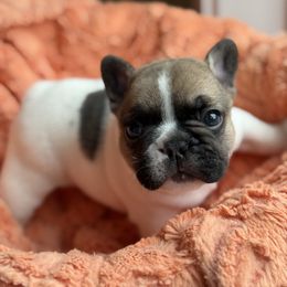 One Spot - Fawn and white male French Bulldog puppy in Hollis, New Hampshire from Big Sky Frenchies