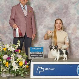 GCH CH Block - Chihuahua