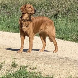 Lily - Golden Retriever