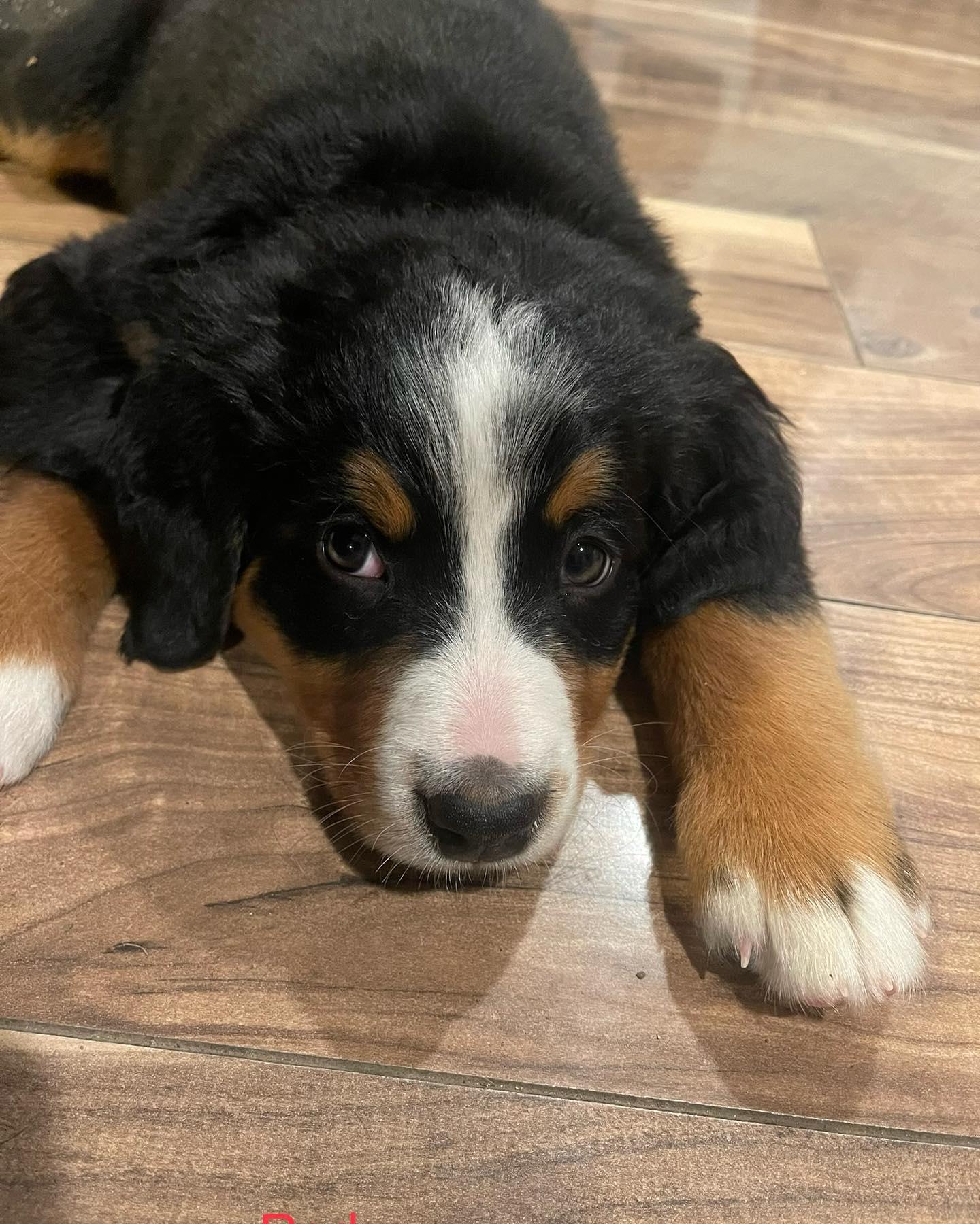 Lost Coast Bernese Mountain Dogs in California | Bernedoodle, Bernese ...